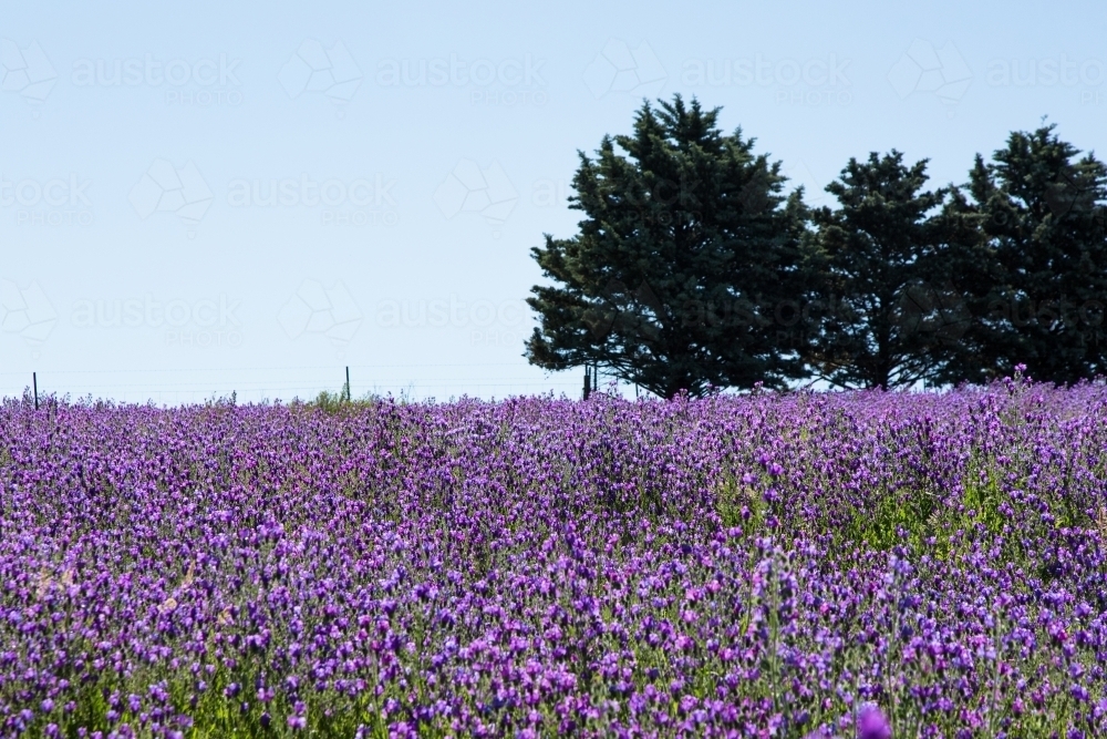 Image of Paddock of purple flowering patersons curse (salvation jane