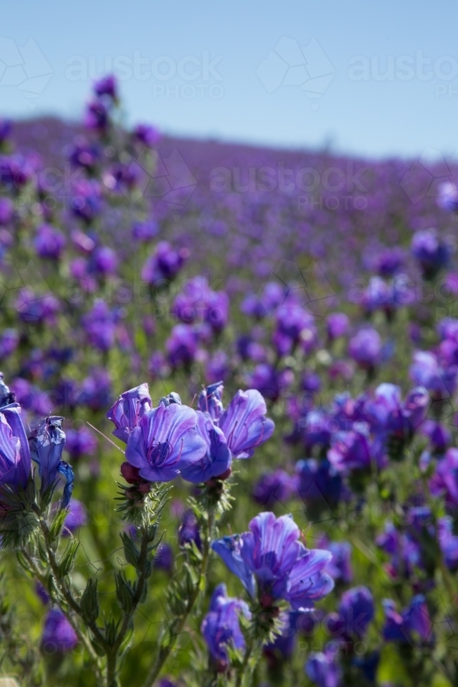 Image of Paddock of purple flowering patersons curse (salvation jane