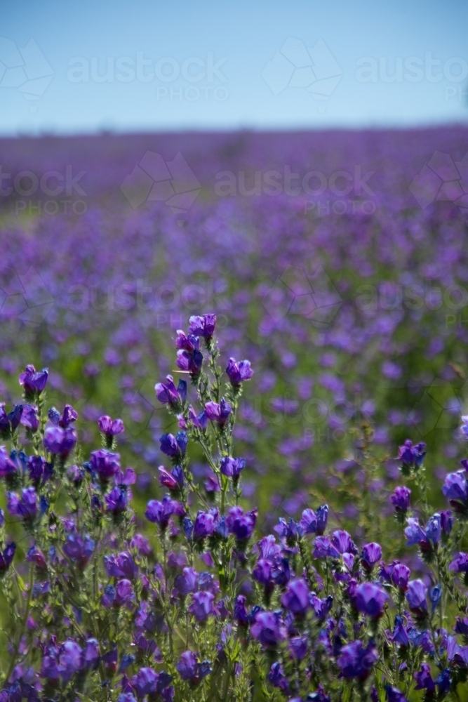 Paddock of purple flowering patersons curse (salvation jane) weeds - Australian Stock Image