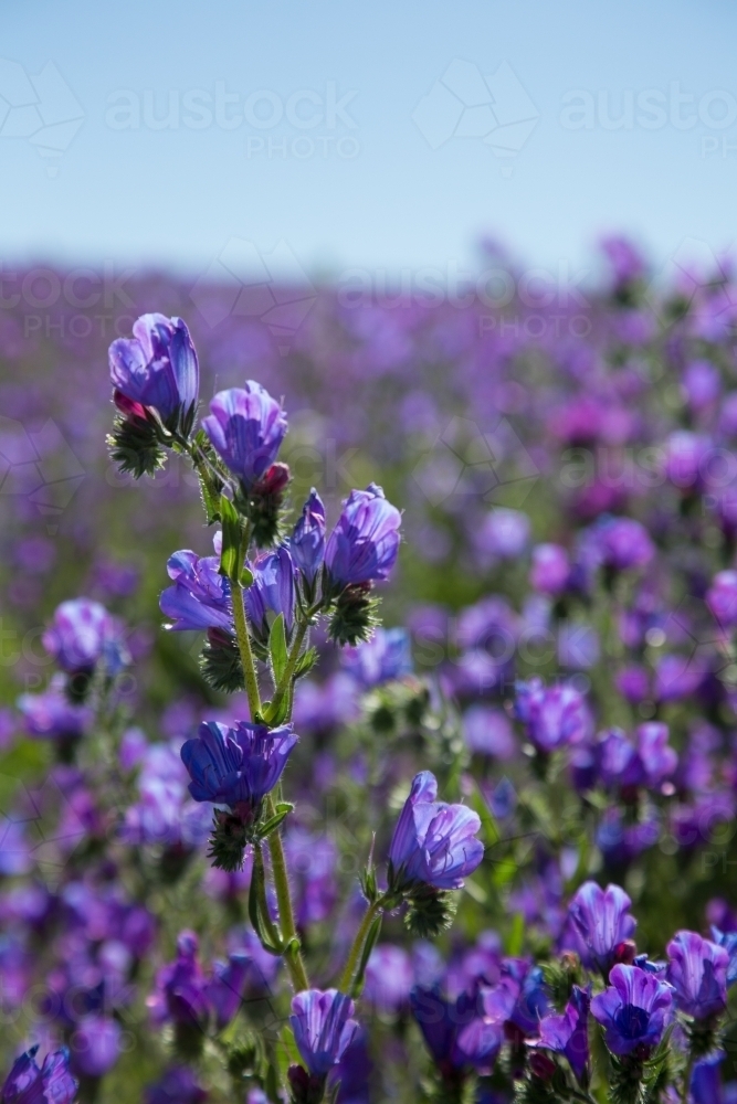 Paddock of purple flowering patersons curse (salvation jane) weeds - Australian Stock Image