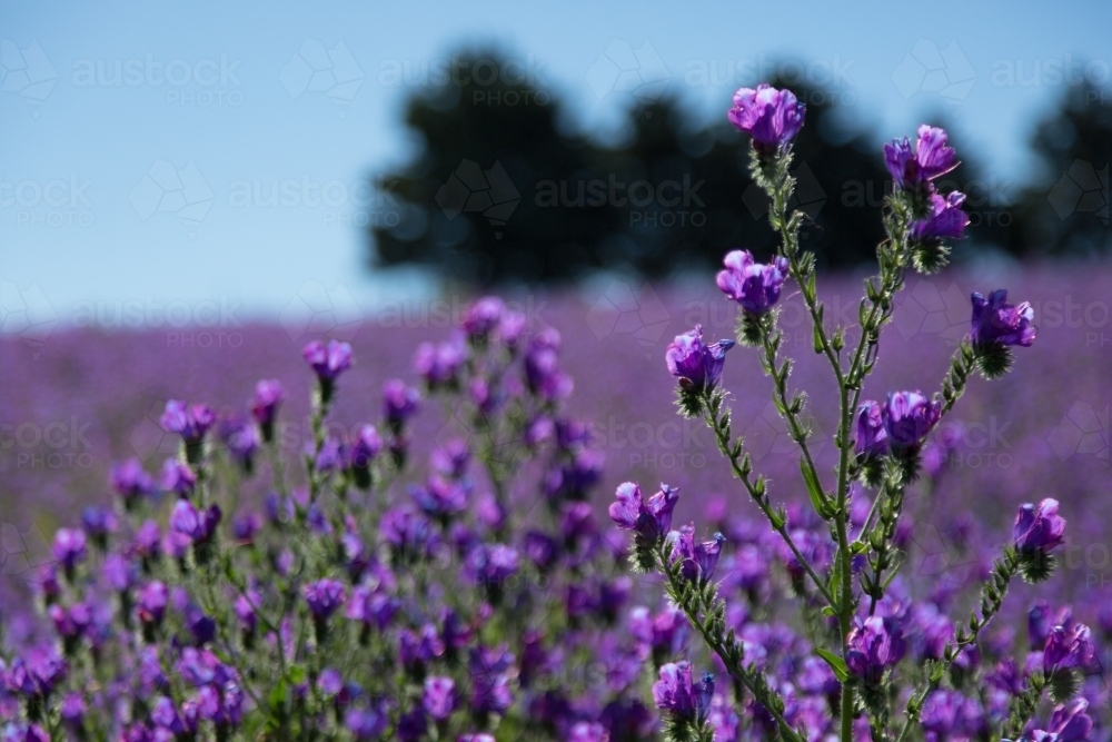 Image of Paddock of purple flowering patersons curse (salvation jane