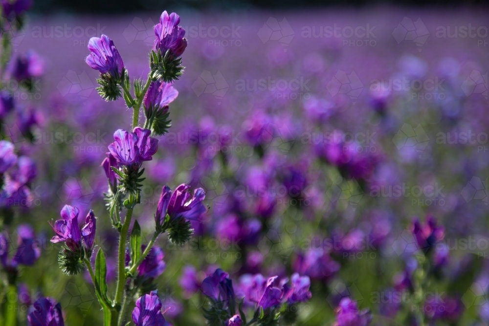 Paddock of purple flowering patersons curse (salvation jane) weeds - Australian Stock Image