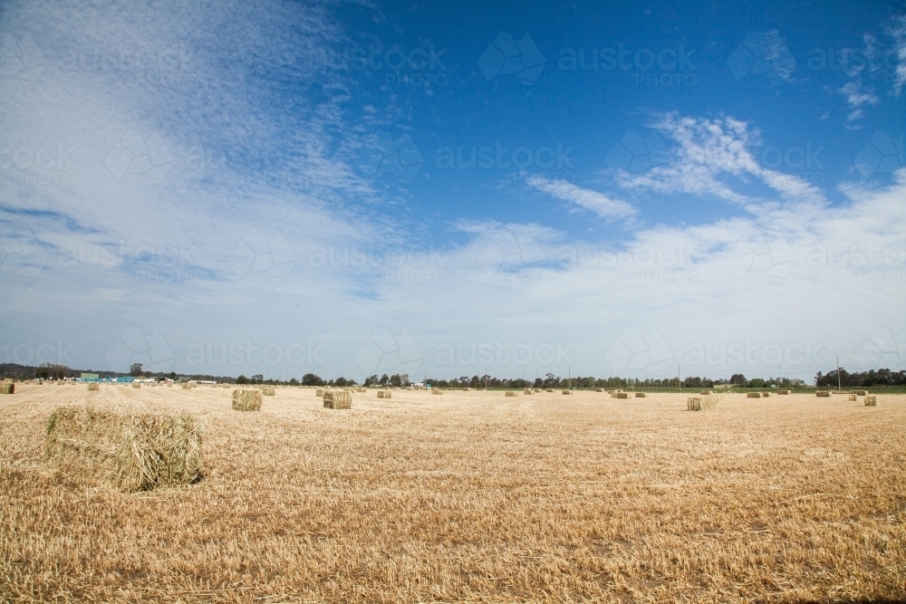 Paddock of rectangle oat straw bales in midday sunlight - Australian Stock Image