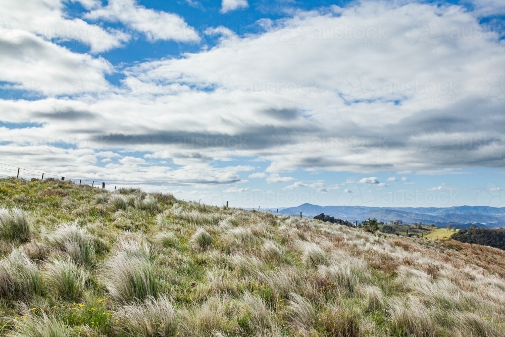 Paddock of silver grass bending in the wind - Australian Stock Image