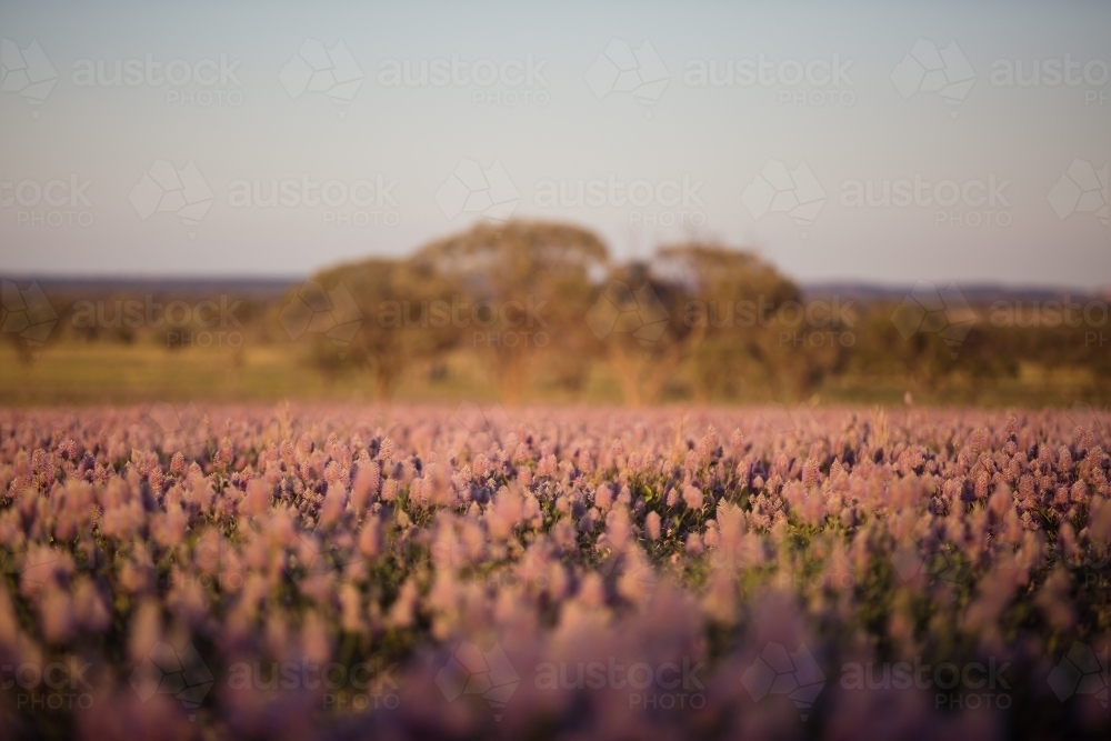Paddock of wild native mauve flowers - Australian Stock Image