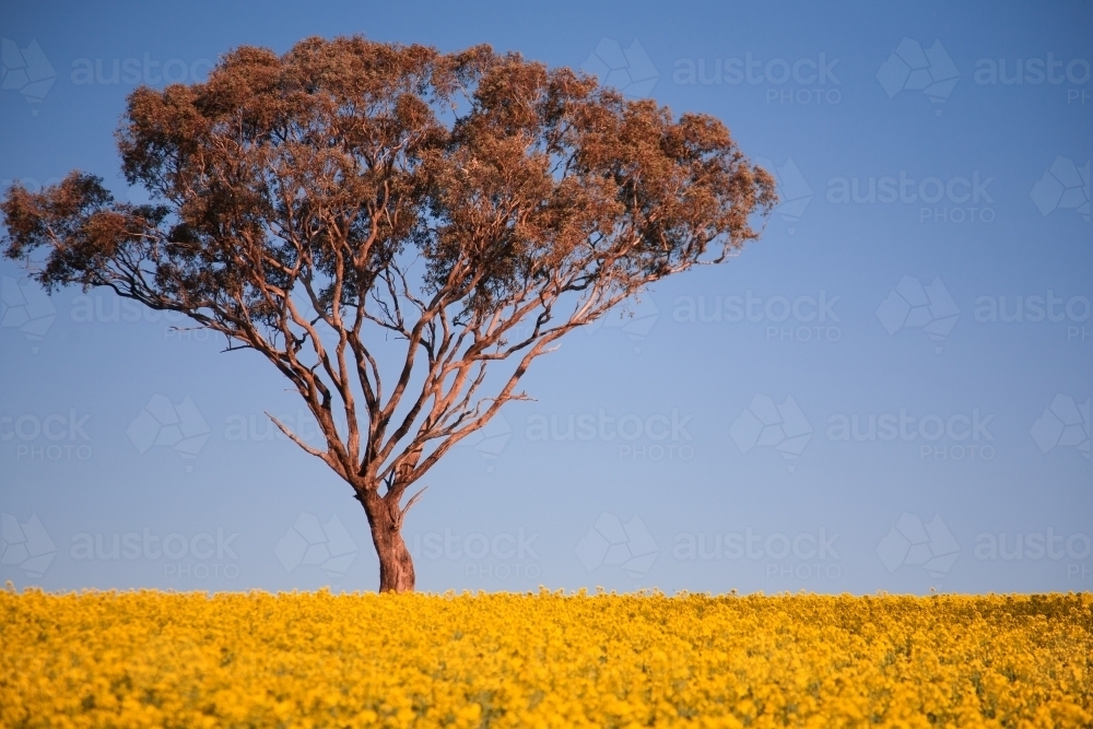 Paddock of yellow flowering canola with eucalyptus tree and blue sky - Australian Stock Image