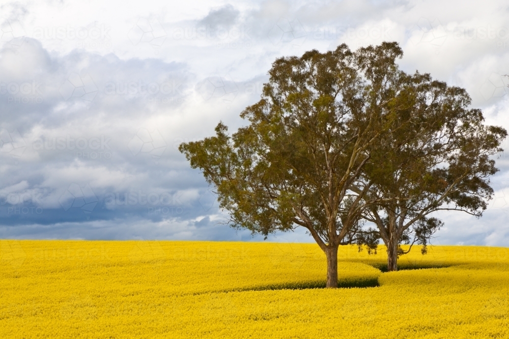 Paddock of yellow flowering canola with eucalyptus trees and a storm brewing - Australian Stock Image