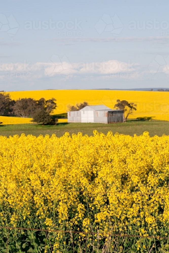 Paddock of yellow flowering canola with shed in the background - Australian Stock Image
