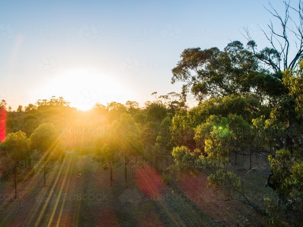 Paddock trees and sun flare - Australian Stock Image