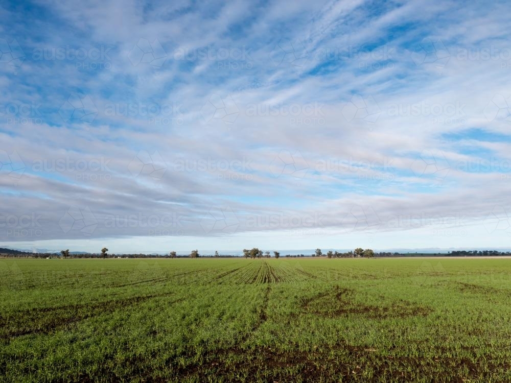 Paddock with a very young wheat crop emerging  with a big sky - Australian Stock Image