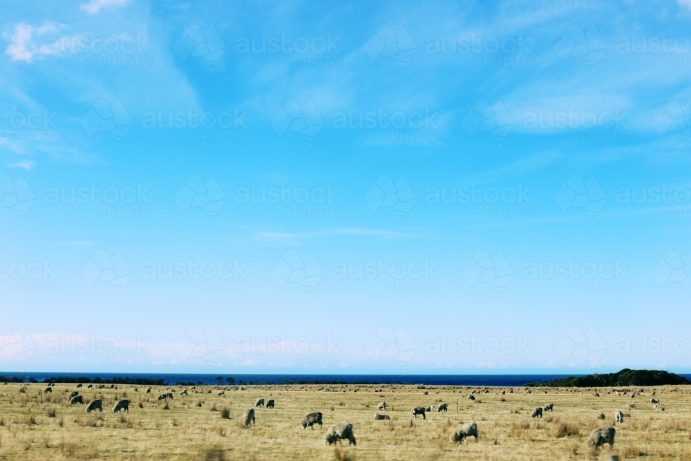 Paddock with sheep next to the ocean - Australian Stock Image