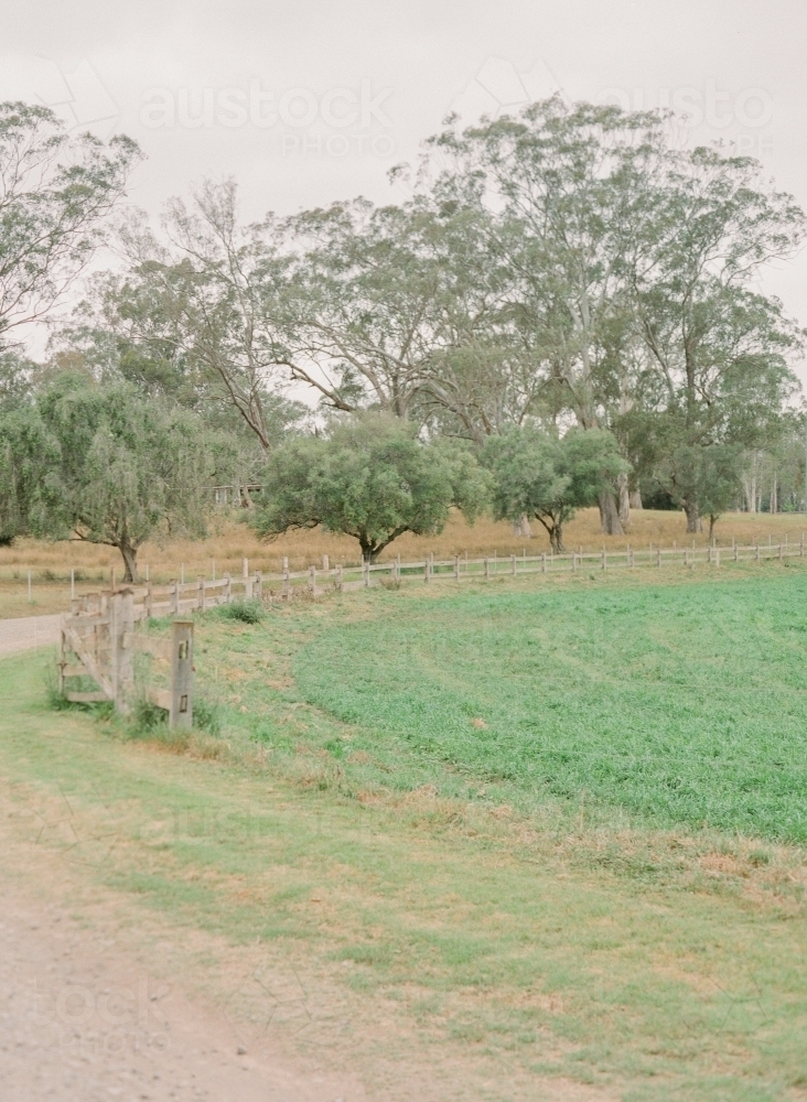 Paddock with trees - Australian Stock Image