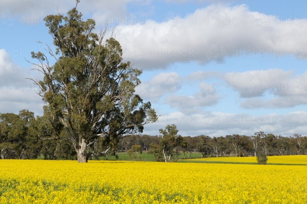 Paddocks of canola in flower - Australian Stock Image