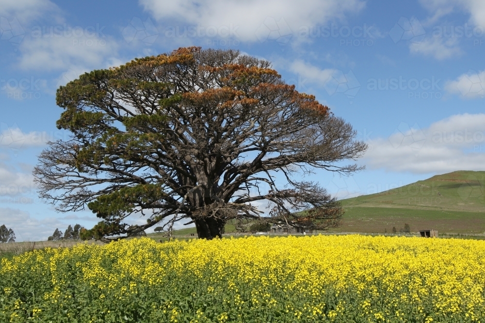 Paddocks of canola in flower - Australian Stock Image