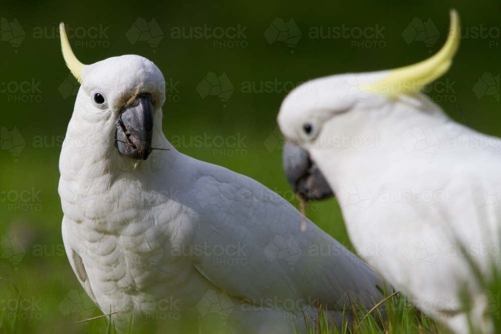 Pair of Cockatoos Feeding on the Ground - Australian Stock Image