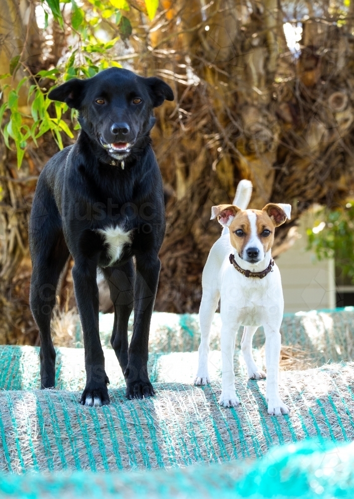 Pair of farm dogs stand on hay bales - Australian Stock Image