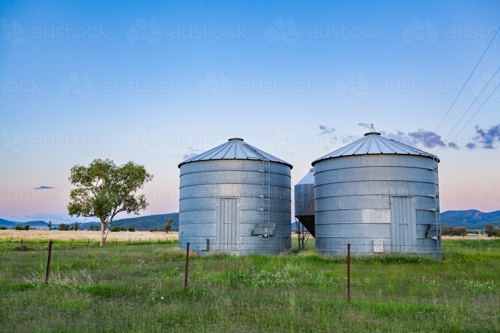 pair of farm silos in paddock at dusk with gum tree - Australian Stock Image