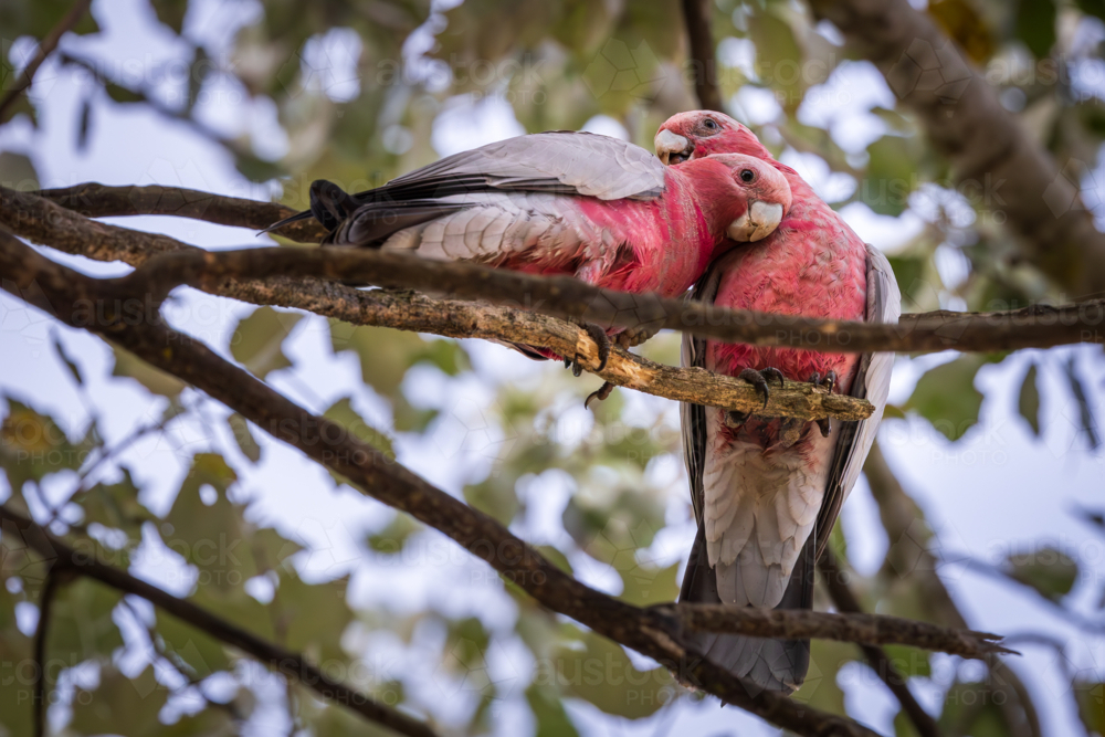 Pair of galahs huddled together on tree branch - Australian Stock Image