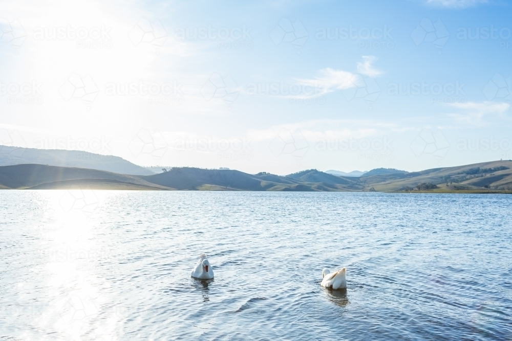 Cache Geese Lake Image of Pair of geese swimming in water of Australian lake in silvery ...