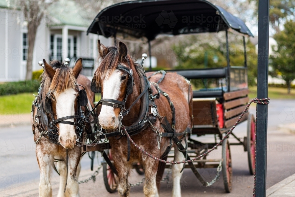 Image of Pair of horses harnessed to carriage parked at roadside Austockphoto