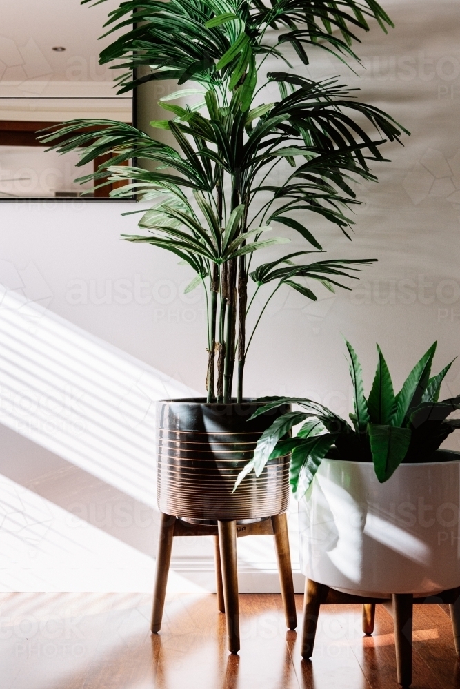 Pair of indoor plants in ceramic pots on wooden stands - Australian Stock Image