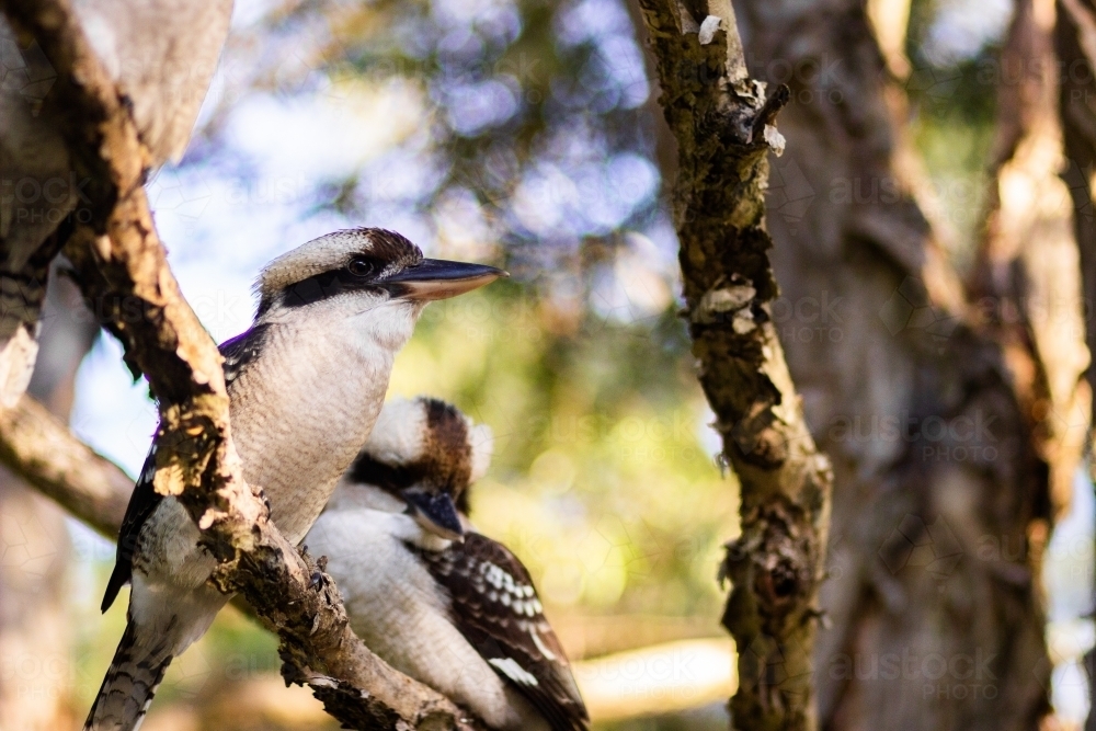 Pair of laughing kookaburra birds sitting on branch of paperbark tree - Australian Stock Image