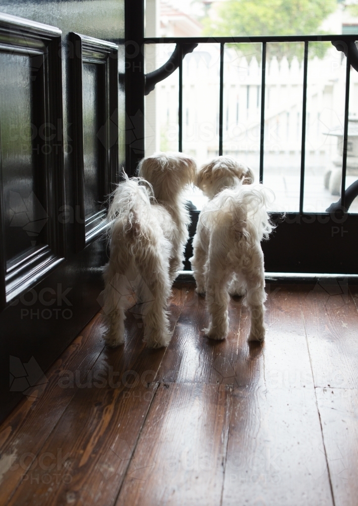 Pair of little white maltese terriers waiting patiently at the front door - Australian Stock Image