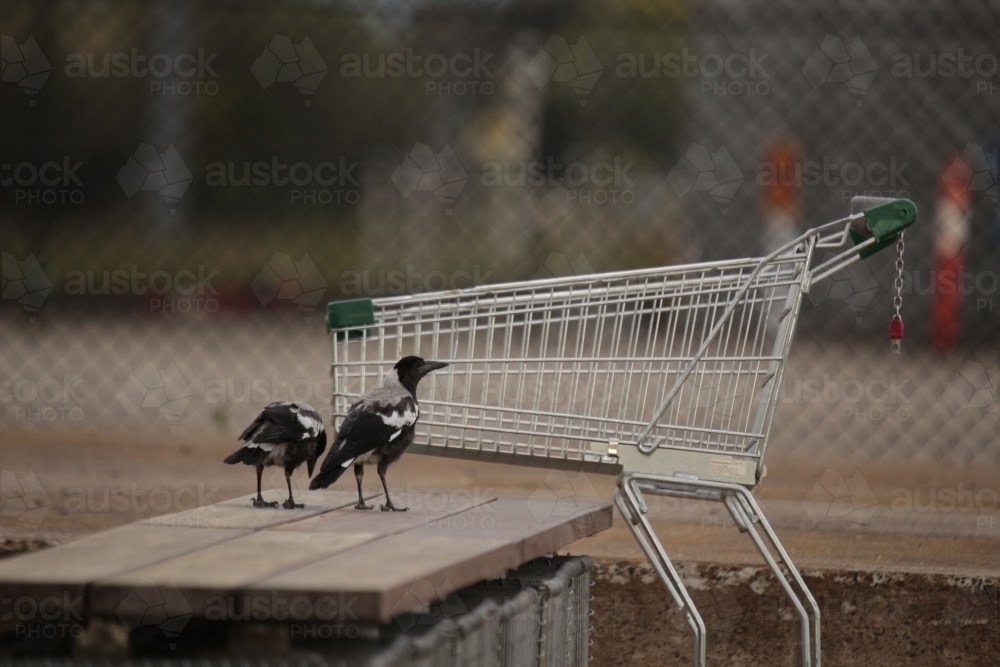 Pair of magpies wandering on bench in a dim urban environment - Australian Stock Image
