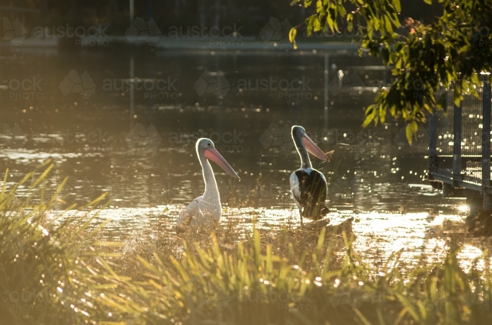 Pair of pelicans on the shore - Australian Stock Image