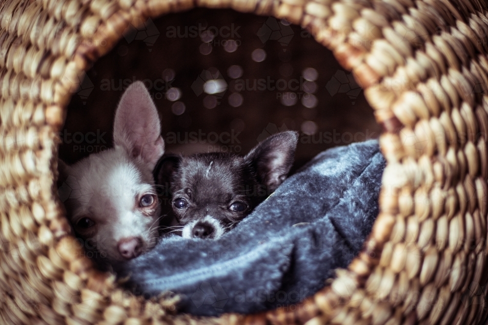 Pair of puppies sleeping in woven bed - Australian Stock Image