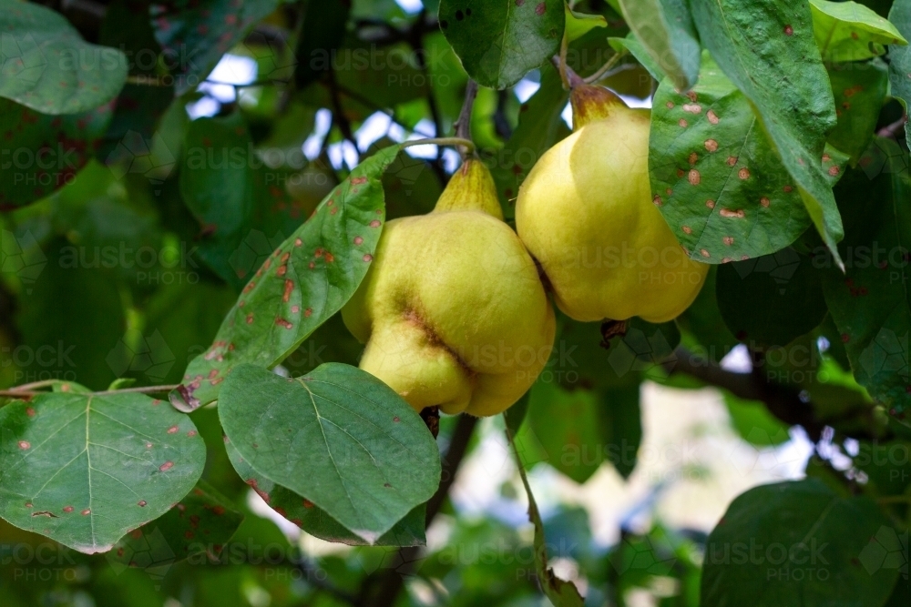 Pair of quince fruit on tree - Australian Stock Image