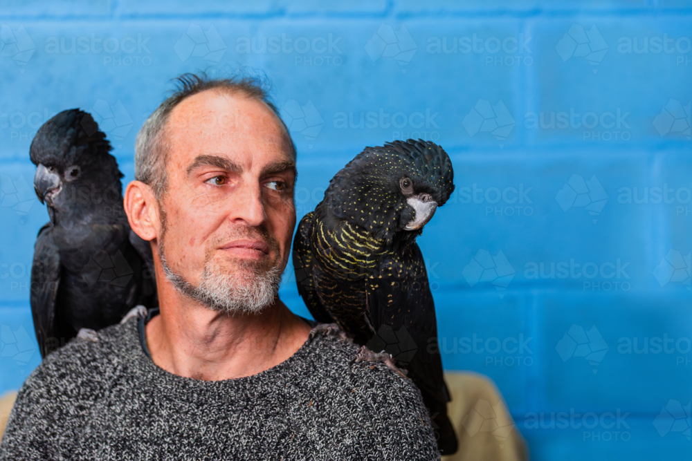 Pair of red tailed black cockatoo birds perched on mans shoulders in home - Australian Stock Image