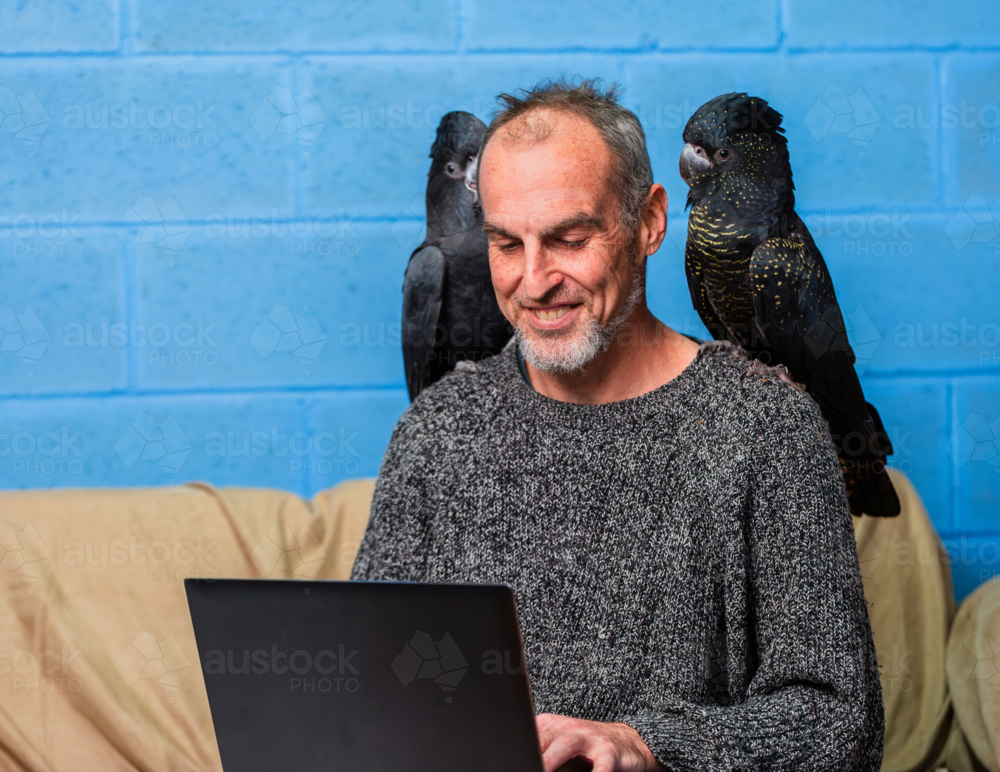Pair of red tailed black cockatoo birds perched on mans shoulders while using laptop - Australian Stock Image