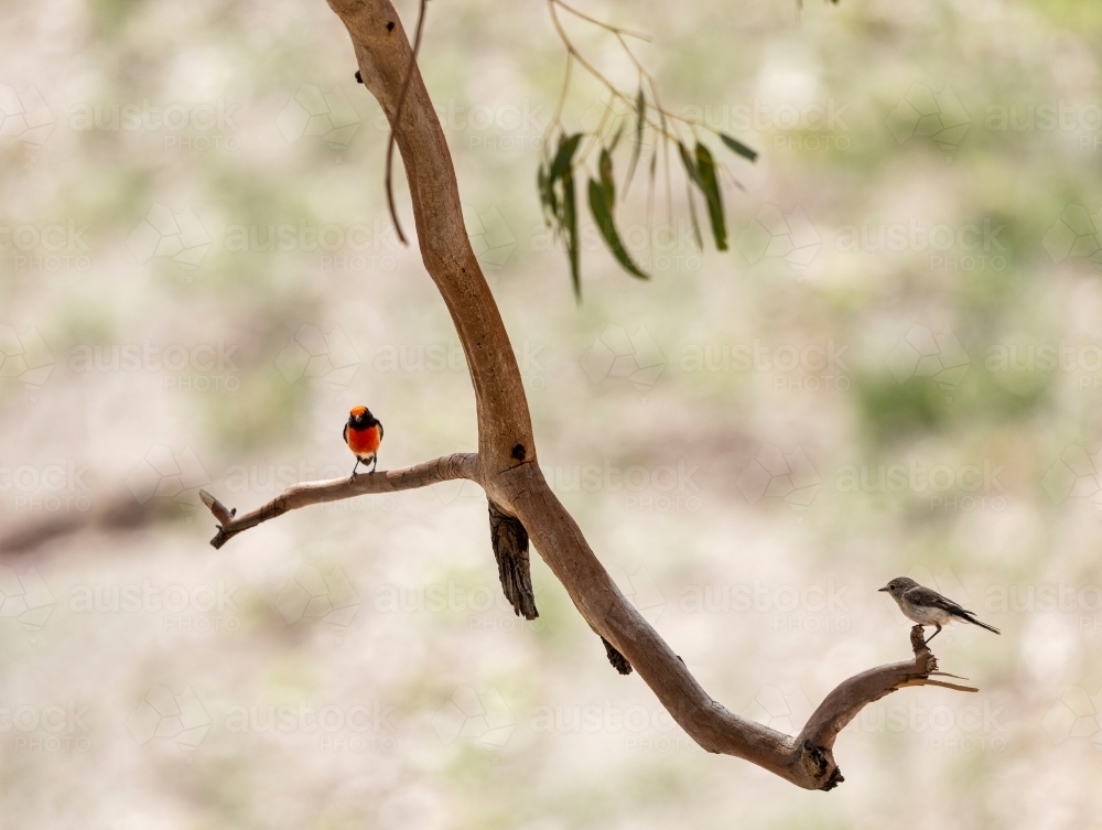 Pair of robins sitting on a branch - Australian Stock Image