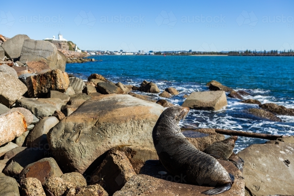 pair of seals on the rocks beside ocean at Newcastle Breakwater on sunlit day - Australian Stock Image