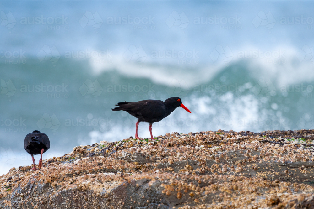 Pair of Sooty Oystercatchers, Haematopus fuliginosus, walking on headland rocks. - Australian Stock Image
