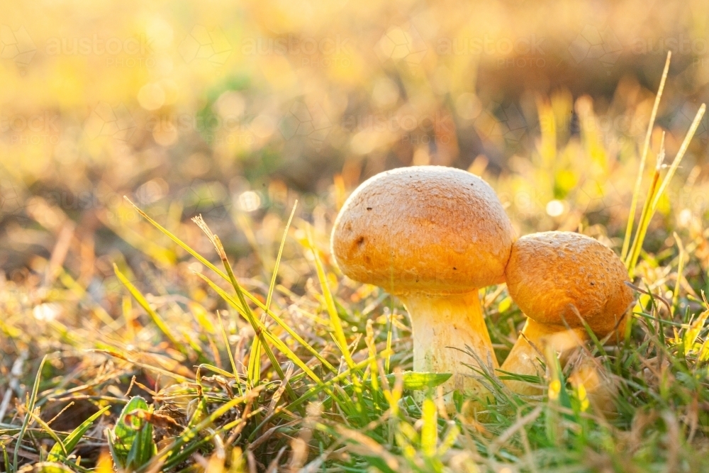 Pair of toadstools growing in the lawn backlit by golden light - Australian Stock Image