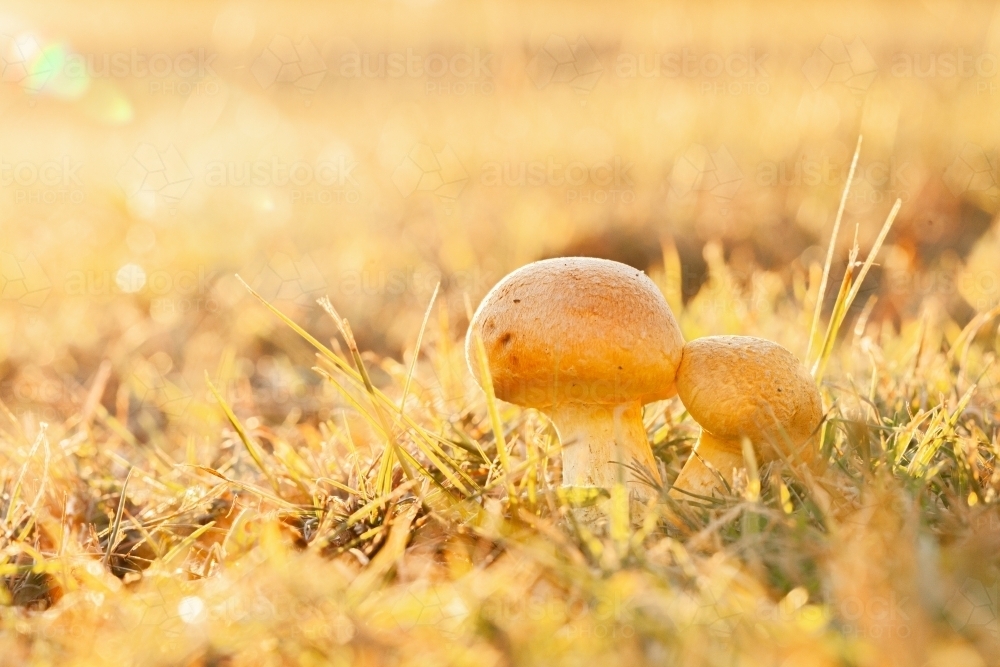 Pair of toadstools growing in the lawn backlit by golden light - Australian Stock Image