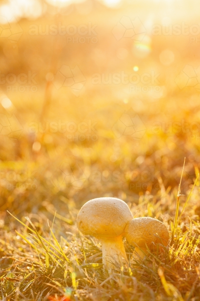 Pair of toadstools growing in the lawn backlit by golden light - Australian Stock Image