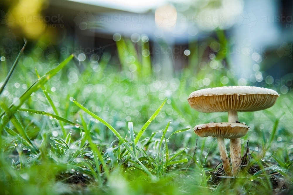 Pair of toxic mushrooms growing among stalks of dewy grass - Australian Stock Image