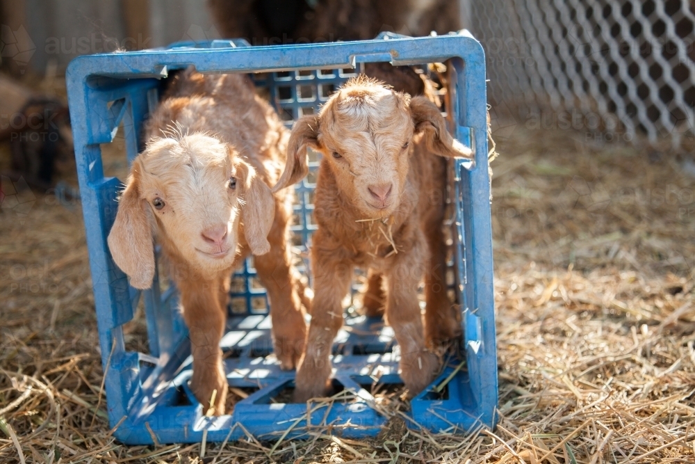Pair of twin baby goat in blue crate on farm - Australian Stock Image