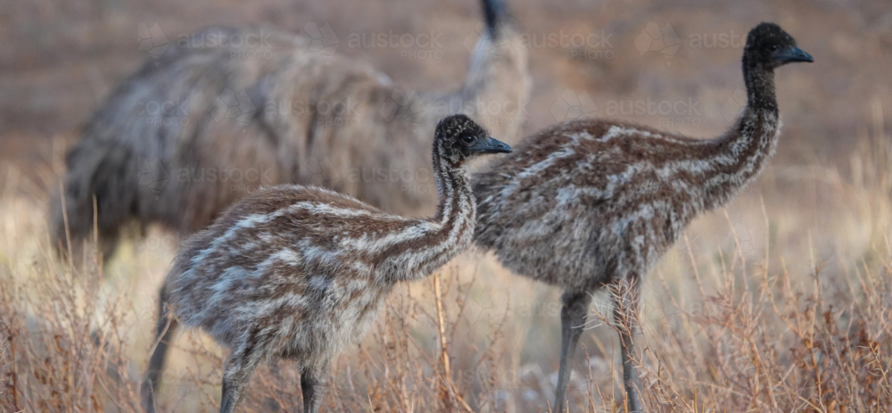 Multiple Emus Image of Pair of young emus in grassland - Austockphoto