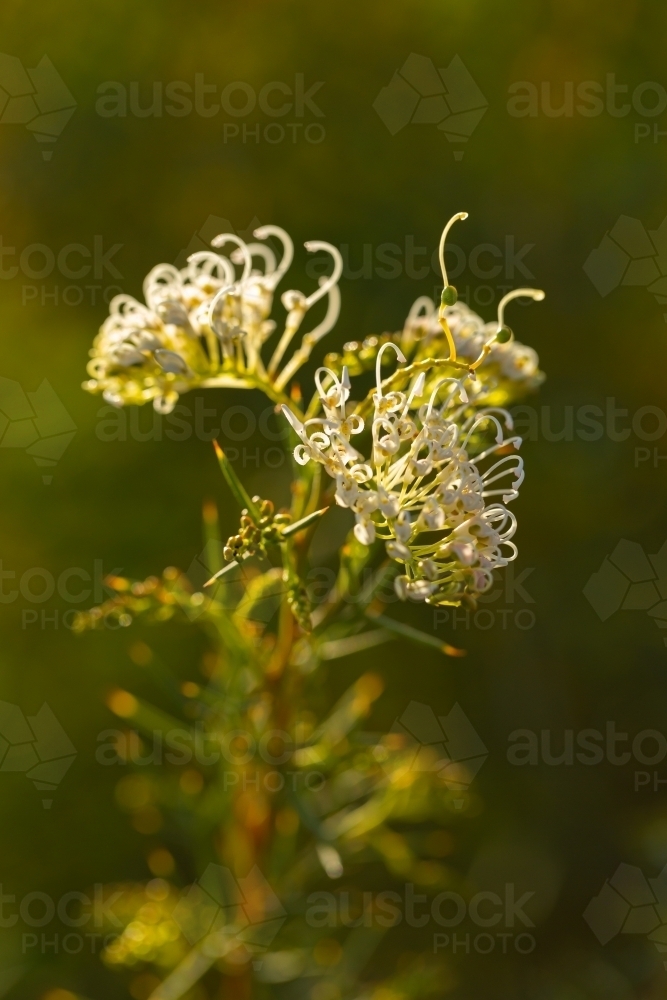 pale cream grevillea flower with blurred background - Australian Stock Image