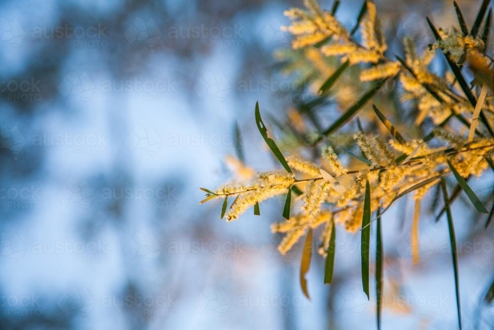 Pale golden wattle blossoms against light evening blue sky - Australian Stock Image