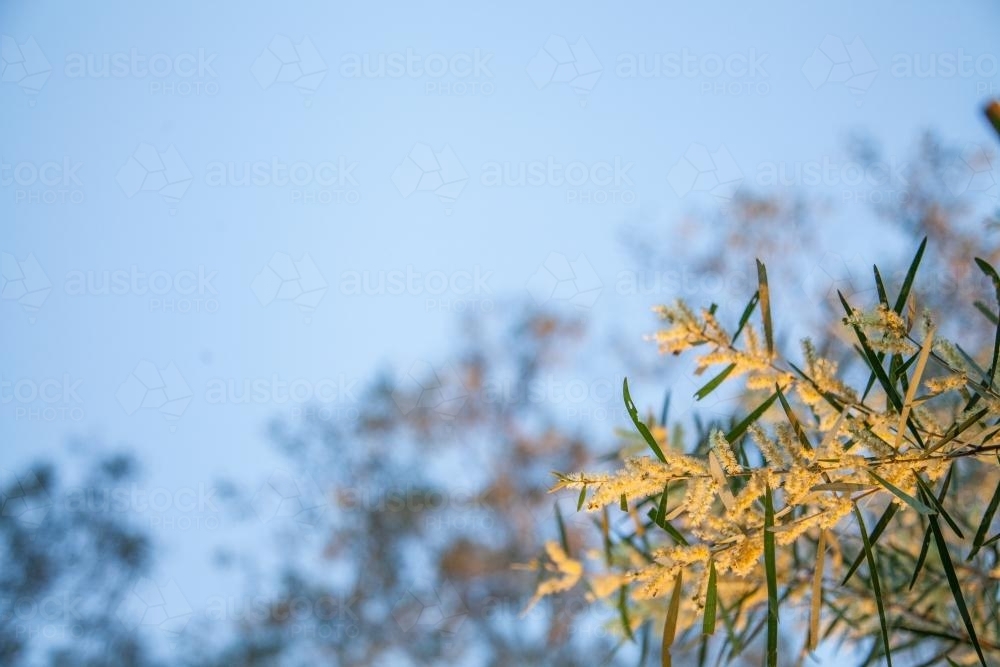Pale golden wattle blossoms against light evening blue sky - Australian Stock Image