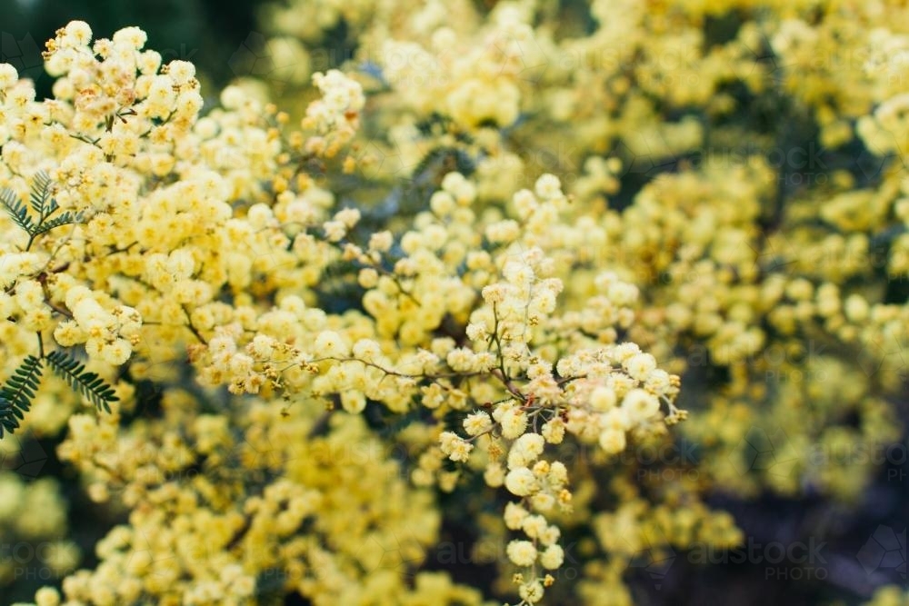 Pale golden wattle flowers close up on a bush - Australian Stock Image