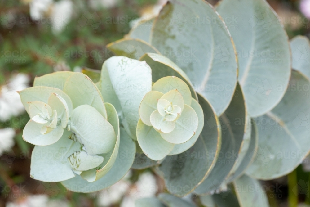 pale green gum leaves close up - Australian Stock Image