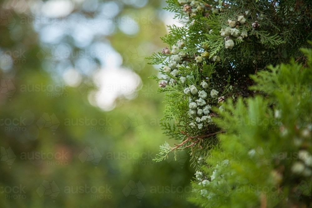 Pale green seeds on small evergreen pine tree - Australian Stock Image