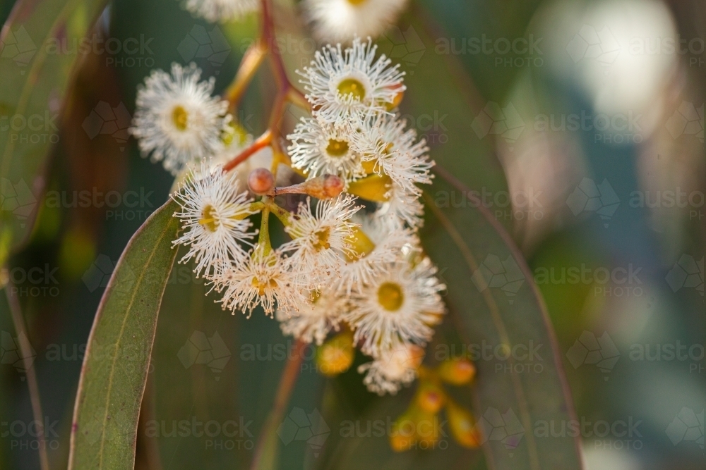 Pale gum blossom flowers and leaves on tree - Australian Stock Image