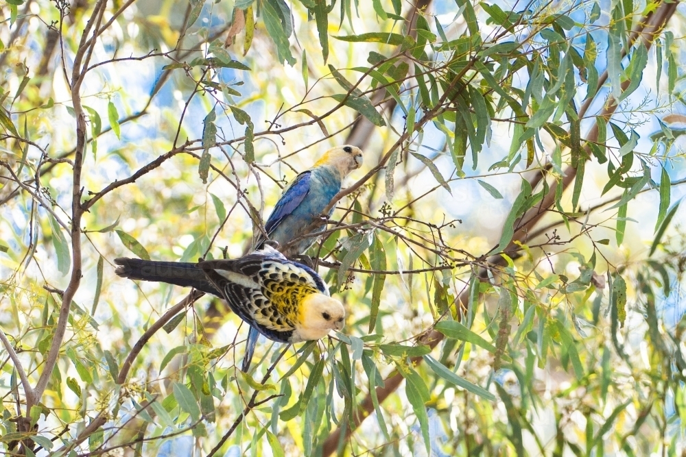 pale-headed rosella - Australian Stock Image